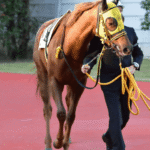 Horse Racing: How to Prepare for Your First Race