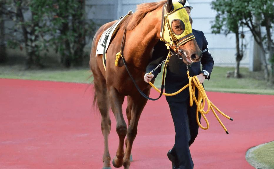 Horse Racing: How to Prepare for Your First Race